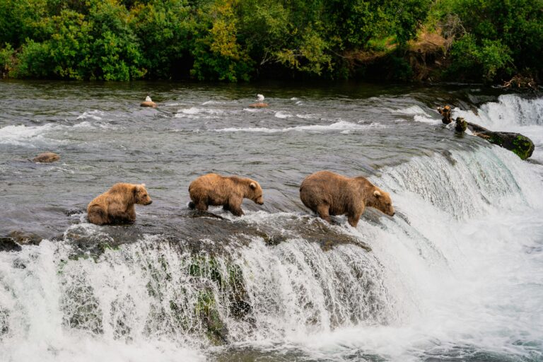 Adventure to Katmai National Park