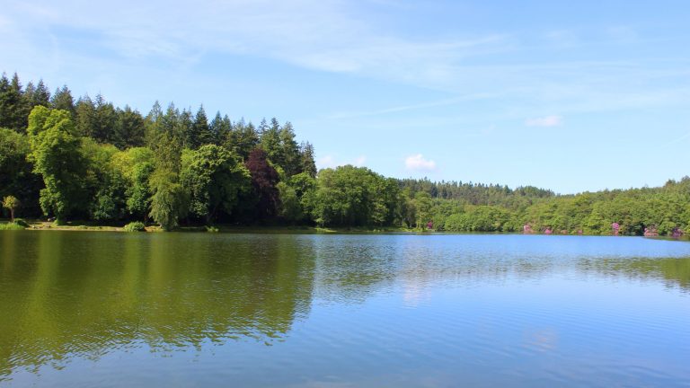 Lake and purple trees
