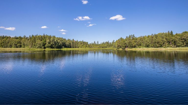 Lake with Marshy Shoreline