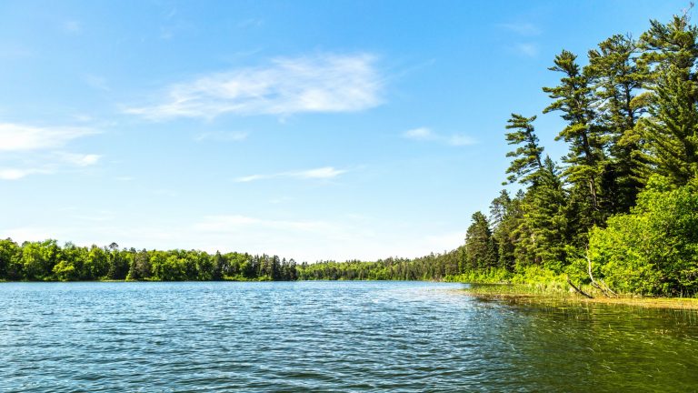 Lake with Pine Trees