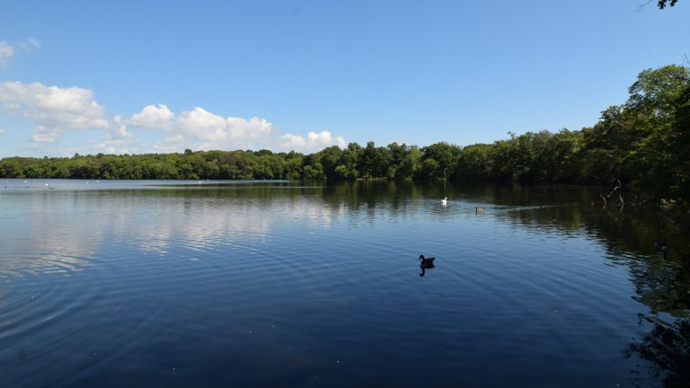 Lake with water foul