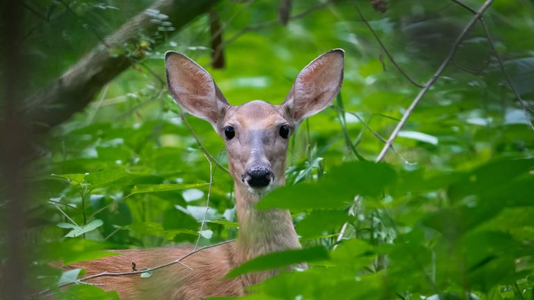 US Forest Wildlife doe in the forest deer